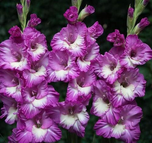  串串：此花花色丰富多样，开花为串串，花期长，适合室内养护观赏