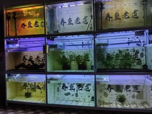 『永远』为什么永远发现不了观赏鱼患病前兆,因为忽略了几个很重要的细节