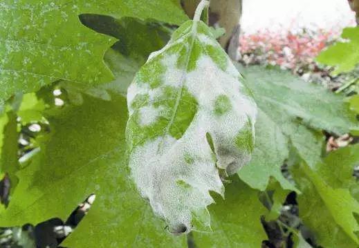 「遭遇」花养不好,遭遇“2大病害”,千万不要丢了,教你轻松解决