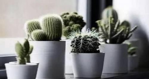  #适合#最适合在办公室养的花，你办公桌上有哪些植物？