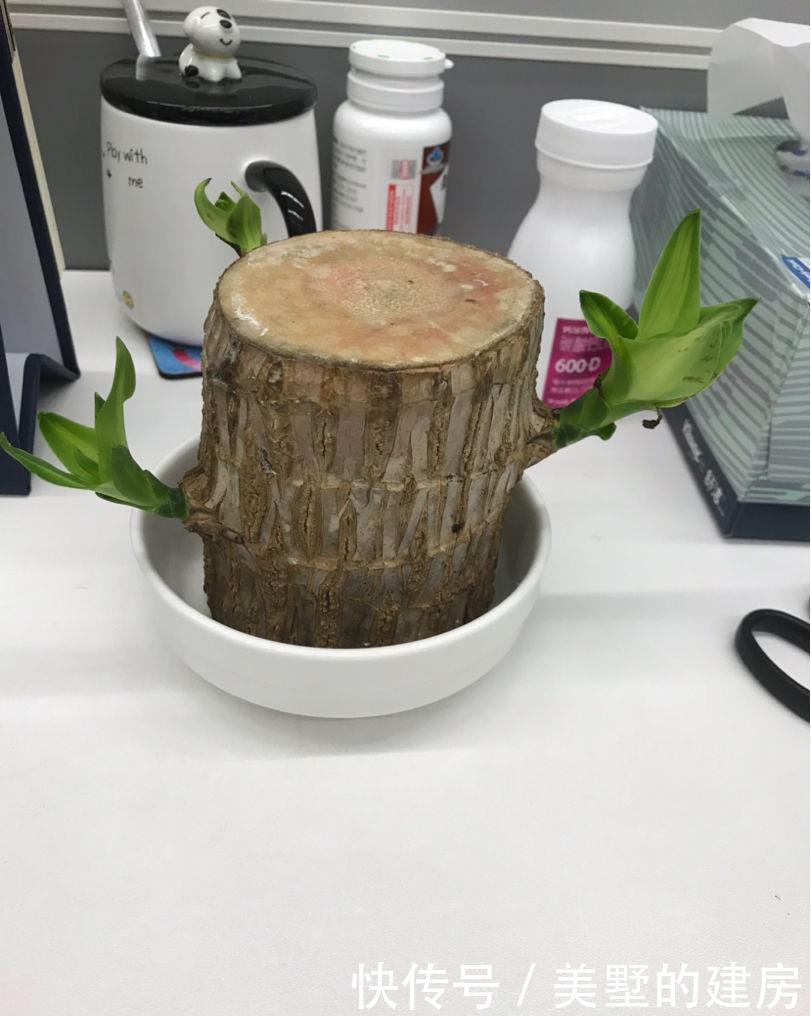 水培巴西木■2种花,长叶子之前像块烂木头,没想到半年叶子爬满墙