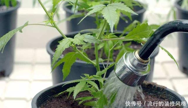  [技术活]浇水是门技术活，方法、时间很关键，做不对容易将花养死