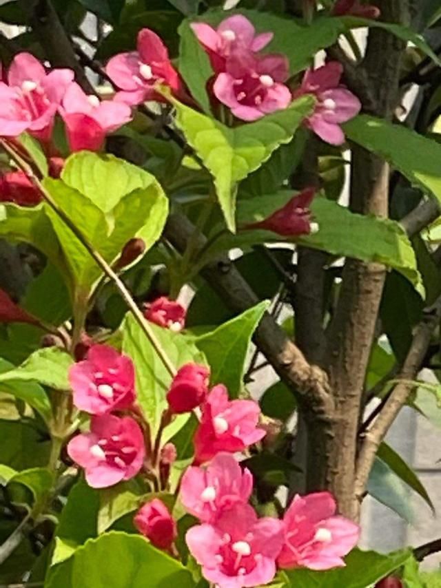  『最旺』锦带花正迎来最旺期，繁花似锦好圆满，看着就满满幸福！