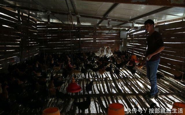  「返乡」17岁外出打工，21年后返乡养殖乌鸡，年收入60万元