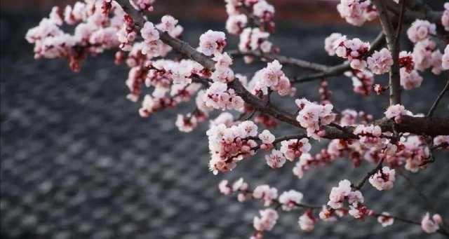  [画中游]春在枝头俏，人在画中游