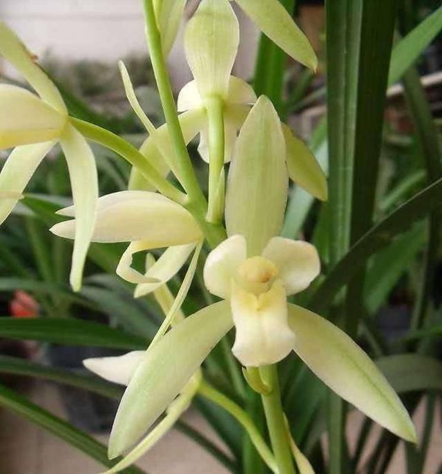  「植物」兰花的4个小“癖好”，满足它，就能开花不断！
