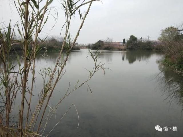  「蚕豆」春春欲动丨缠着火桑的野蔷薇，耳朵很多的蚕豆花，这里的春天很性感