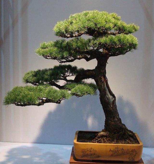 60例盆景树种，总有属于你的那棵（建议收藏）