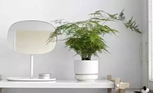  「铜钱草」房间光线不好？那就养这8种耐阴植物！