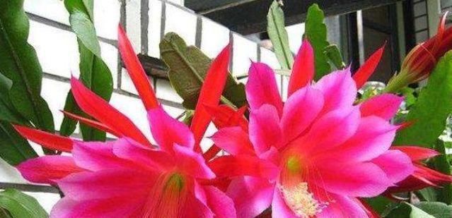  『鸿运当头』5种花是花中劳模，开花爆盆花期长，花大色艳真漂亮，谁养谁上瘾