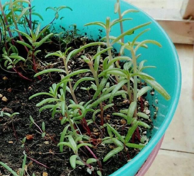 【耐热】3种花很好养,耐热耐晒又耐旱,夏天也能开爆盆,家里养出小花园