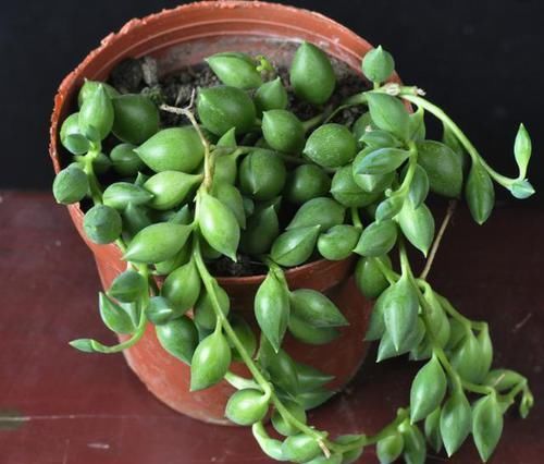  特别■特别容易活的，4种植物，插在土里就能活，最少七天能生根