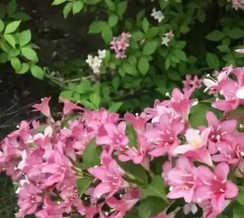  生长：花朵像仙女织出的锦带一样—“万钉簇锦若垂绅，围住东风稳称身”
