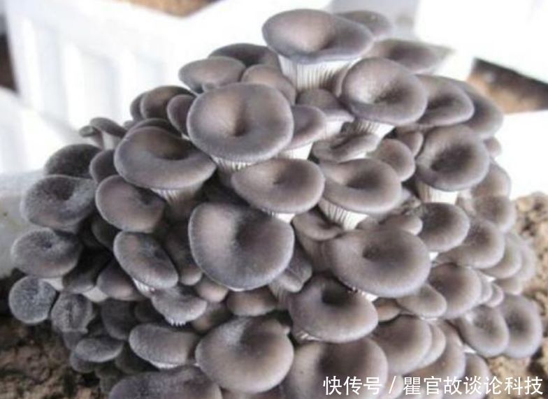  【漂亮】“1种蔬菜”种阳台，吃完一茬又一茬，养成盆景比花漂亮10倍！