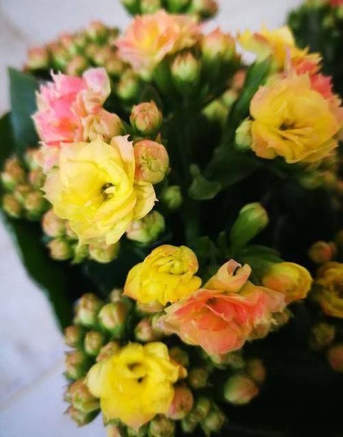  【开花数量】朋友给的“圣诞伽蓝菜”，以为是宝贝，原来3块一盆，开花可真多