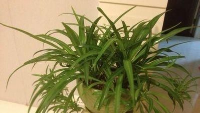 【实用】养花高手教你“植物组合”,3组室内摆放,美观又省地方,特实用