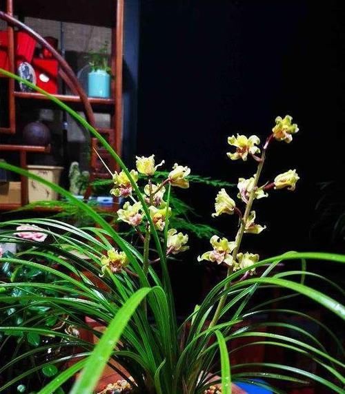  『值得』此兰寓意吉祥，花量最大，花色高贵无比，香气浓烈，最值得入手