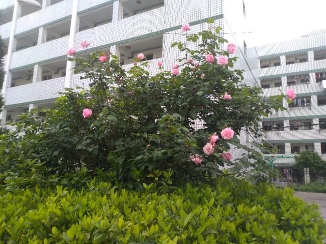 「玫瑰花」玫瑰花儿朵朵开，春风吹过翩翩舞。