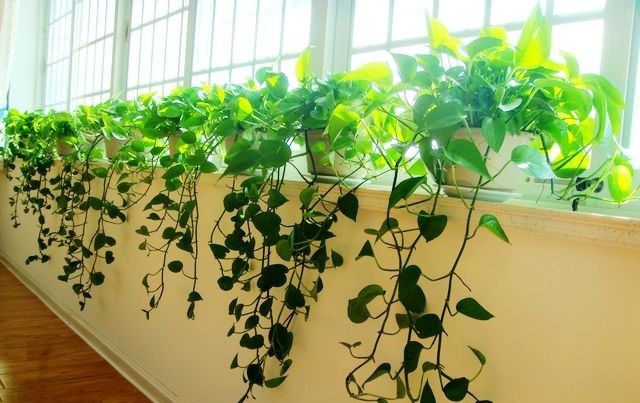  植物|这八种藤蔓植物一个比一个好养，懒人一样能养出一面植物墙！