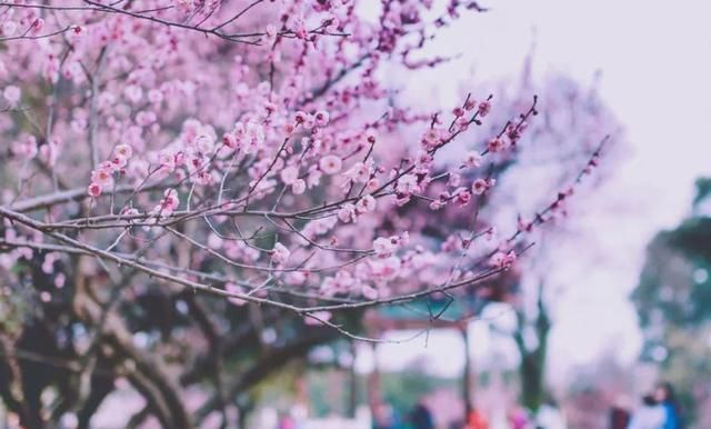  【樱花盛开】国内两大5A级景区，争“世界三大赏樱基地”称号，谁才名副其实？