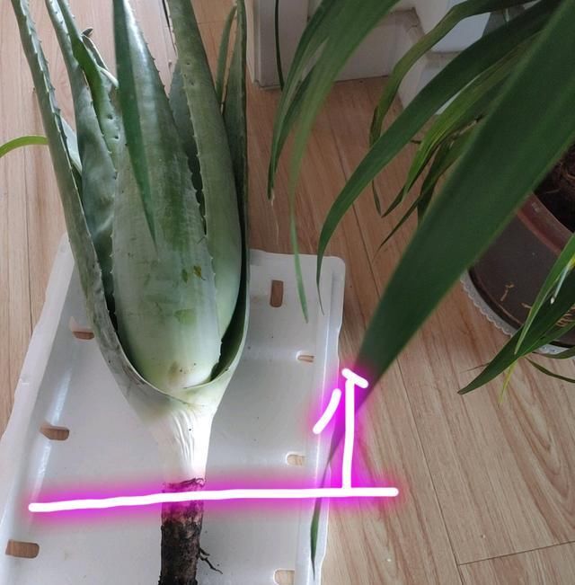  『根部』烂根的芦荟砍一刀，浅栽发根没问题，掌握芦荟养护3要点，养死难