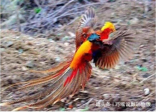 农民在山上抓住了一只凤凰，附近村民过来围观，一睹凤凰面貌