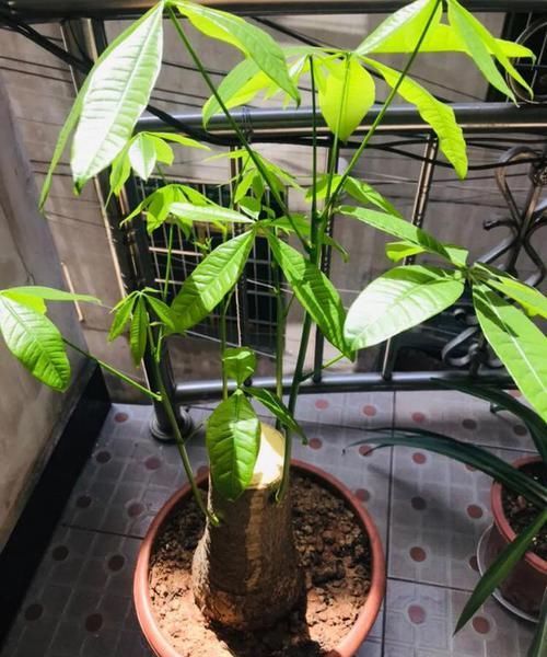  耐涝花@4种耐旱花，4种耐涝花，3种耐阴花，3种耐晒花，都是好养的懒人花