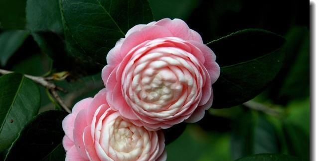  #嫁接#给茶花动动“手术”，让它开出多个颜色花来！