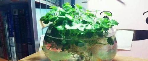  『共生』鱼草共生养殖，铜钱草和鱼养在一个盆里，不到半个月就爆盆了！