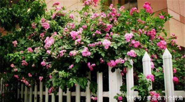  「快乐」篱笆小院住在乡村的快乐，你想体验吗！