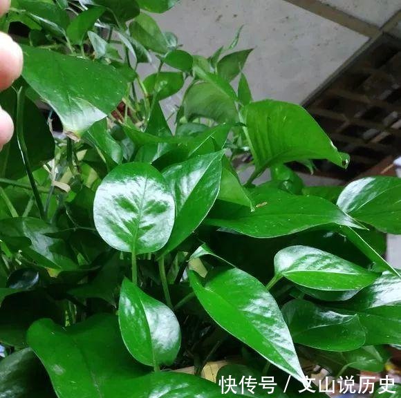  【绿萝枝条】王大姐扦插绿萝，提前“做1步”，一个叶片插土里，15天生根爆盆