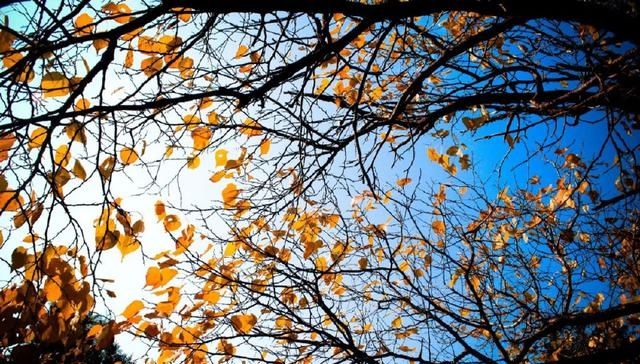 十首元曲说秋：秋叶静美，秋华如丹