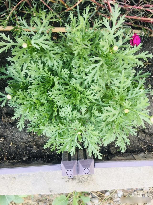 顶芽:这花就是欠“掐”,把顶芽掐掉,掐得越狠,开花越多