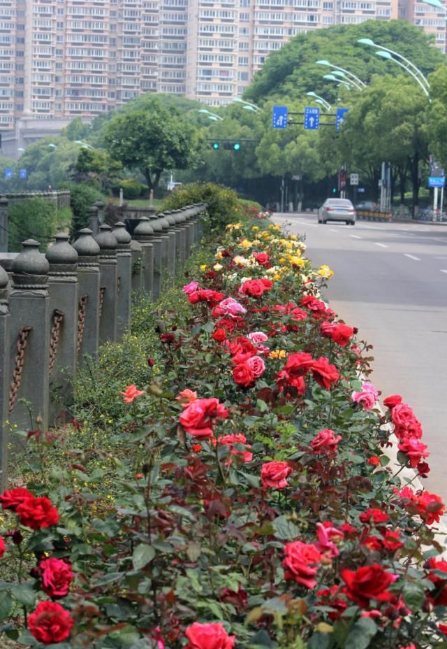  『拍摄于』月季，花开时节动商城