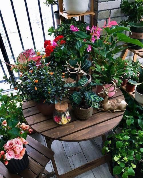  『浇水』三年了，养的植物就是不开花！还分公母？哪里出问题了呢？