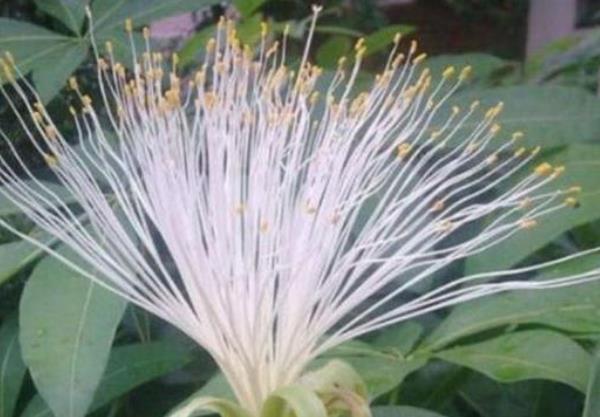「植物」客厅养这“3种花”,旺财又旺运,尤其是第三种,懂花人都在养!
