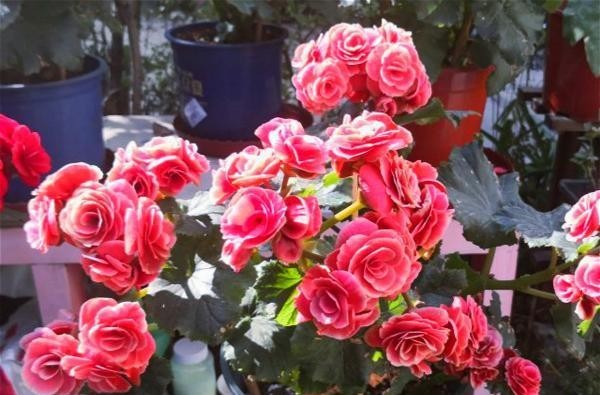 『绕道』4种“娇贵花”,怕热又怕冷,大家都说“娇气难伺候”,新手绕道