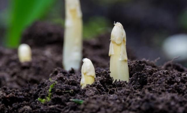  「采收」不能见光的经济作物，可连续采收10年，亩产1000斤，一