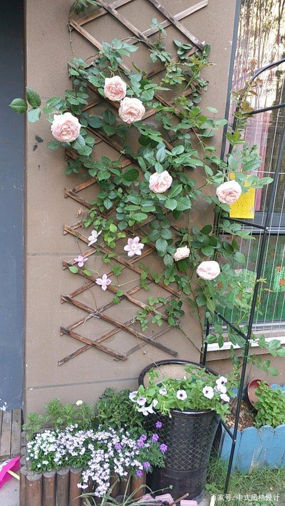 「李小姐还」她将荒芜的后院,改造成最美花园,完工一年后,让人惊艳