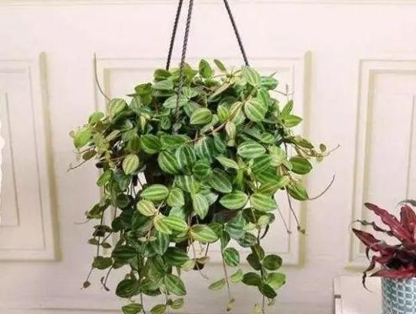  「特别」有一些花很特别，都能“挂着长”，养上一盆，家庭更美、更吸引人