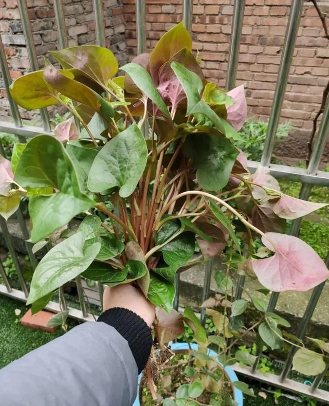  [黄花酢浆草]花盆里长出蘑菇，马上拔干净，否则就是大祸害！