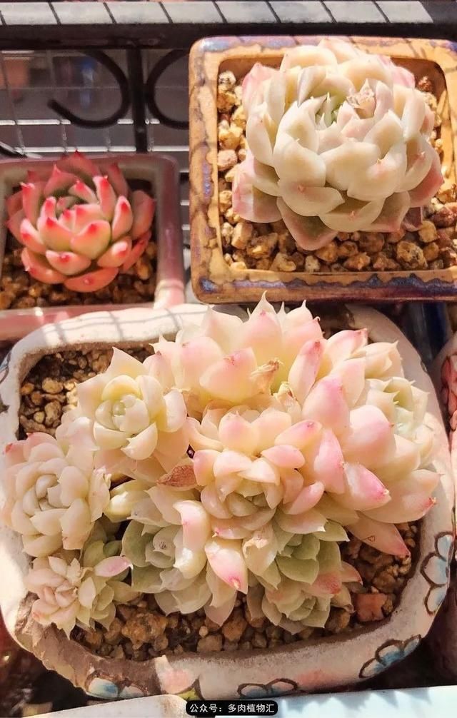  『凌晨』凌晨三点的一场大风，令她足足起来四次，只为看这些宝贝