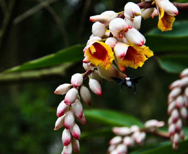  药用价值|有种植物名叫良姜，过去农村很常见，如今观赏价值和药