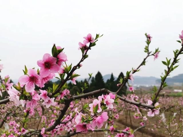  #旅游度假区#春游到南充，安逸得ban