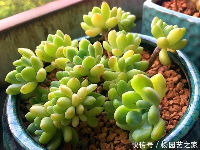 技巧|多肉凝脂莲,耐寒耐热爱爆头,3个“小技巧”,轻松养成果冻色
