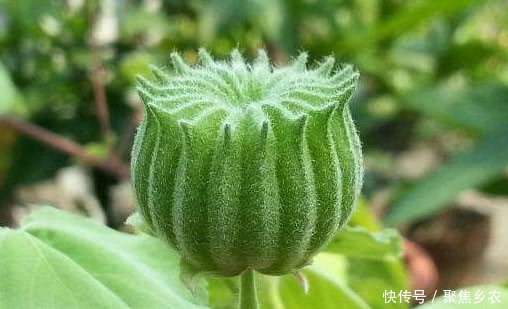 农村有一种野果，价值很珍贵，对治疗耳鸣非常有效