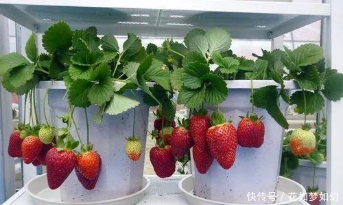  死贵死贵|死贵死贵的草莓，1个花盆就能种出来，比买的还好吃！