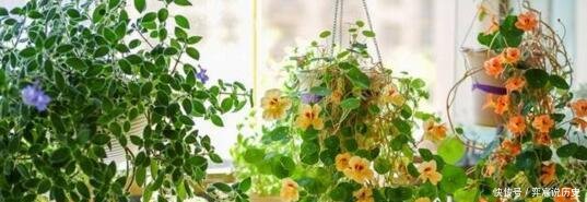 『长春花』“3种花”好养又漂亮,一年能开300多天花,适合“现在”养!