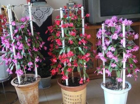  『蟹爪』大姐把“蟹爪兰”养成了圣诞树，一次开花就有上百朵，用了一偏方