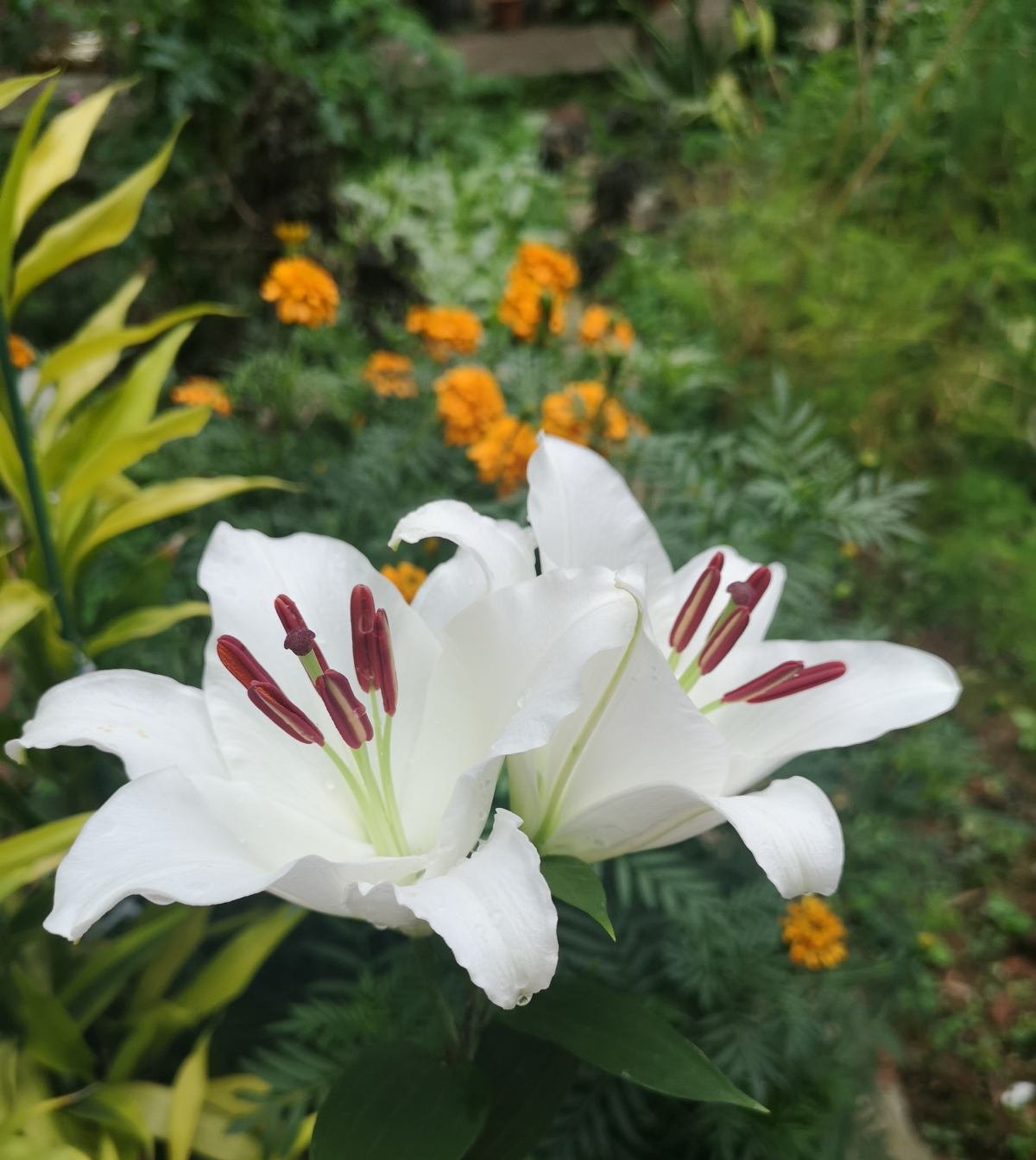  『栀子花』9种香水花，家里养一盆，屋里像是喷了法国香水